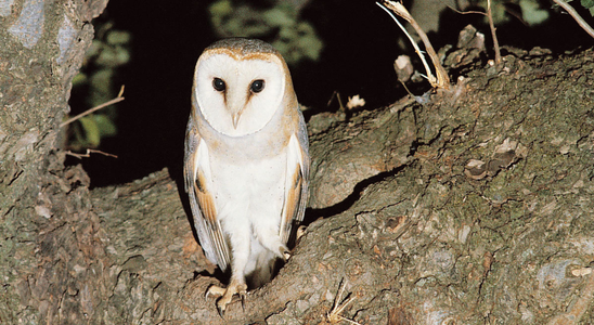 Sortie nocturne : observation des oiseaux